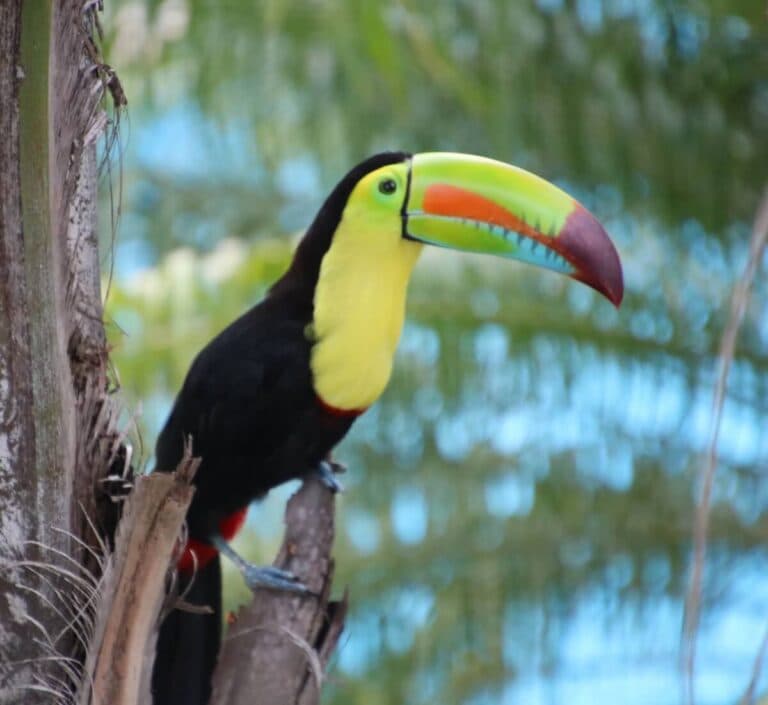 Colorful keel-billed toucan perched in its natural habitat. | Natural Costa Rica
