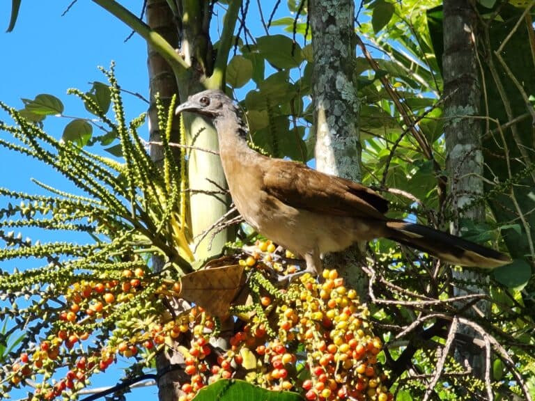 Chachalaca bird perched in a tree with berries | Natural Costa Rica