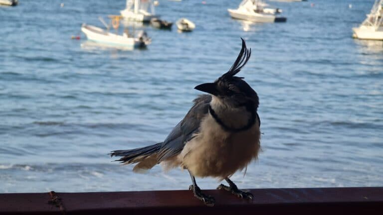 Steller’s Jay posing with bay and boats | Natural Costa Rica