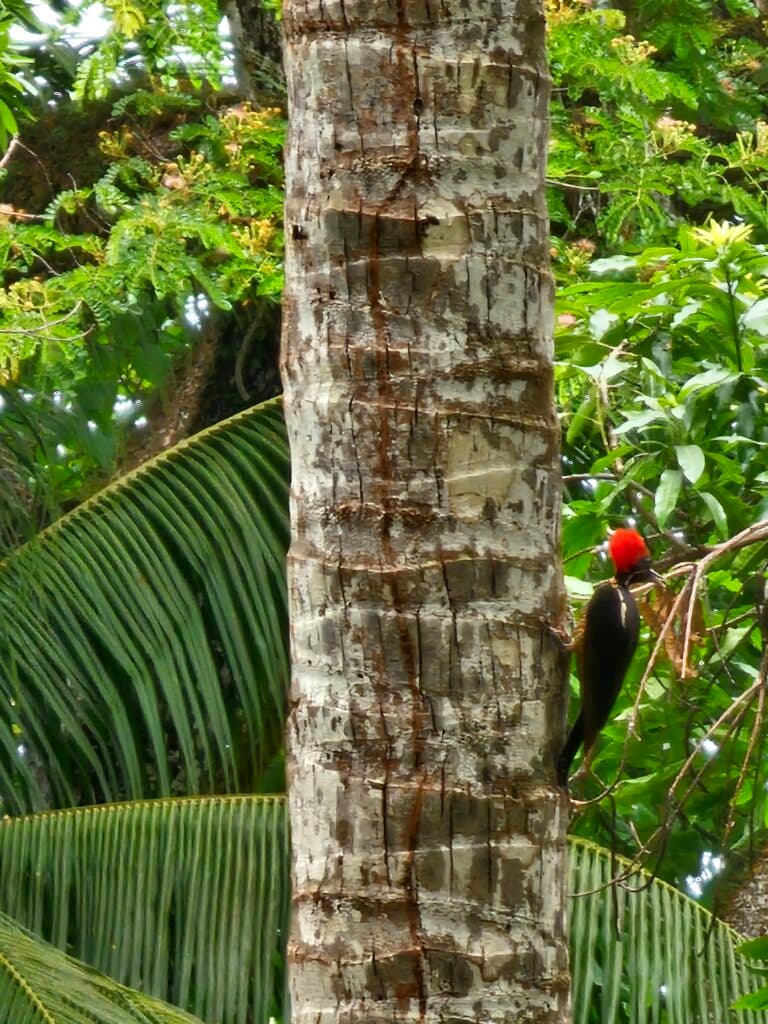 Red-Headed Woodpecker in Tropical Forest Canopy | Natural Costa Rica