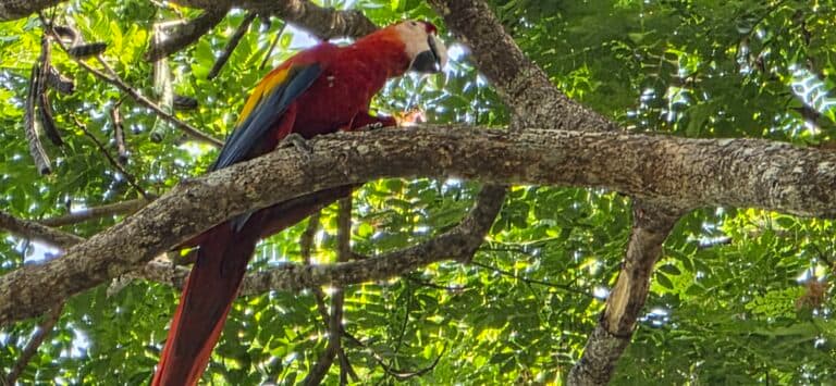 Scarlet Macaw in a lush green tree | Natural Costa Rica