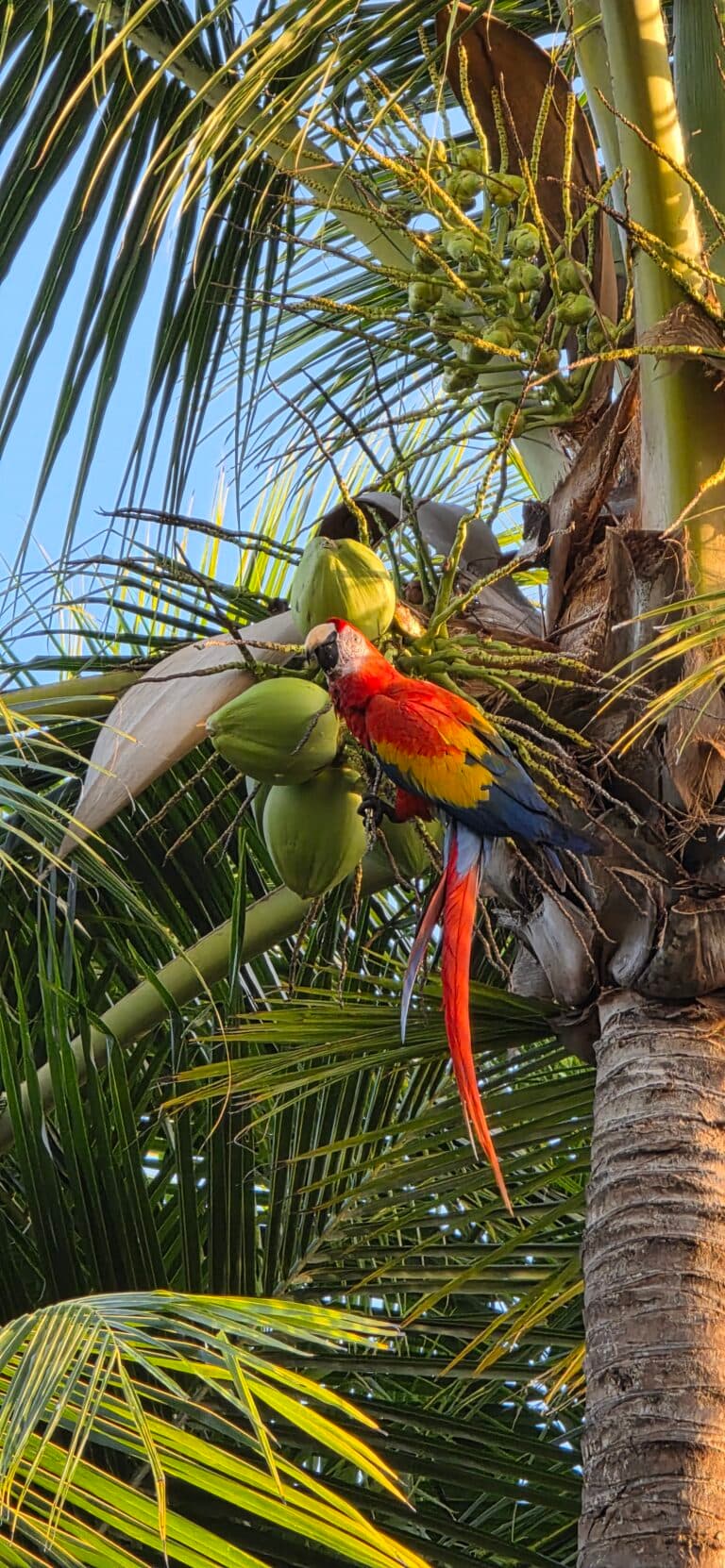 Scarlet Macaw Eating Coconuts in Palm Tree | Natural Costa Rica