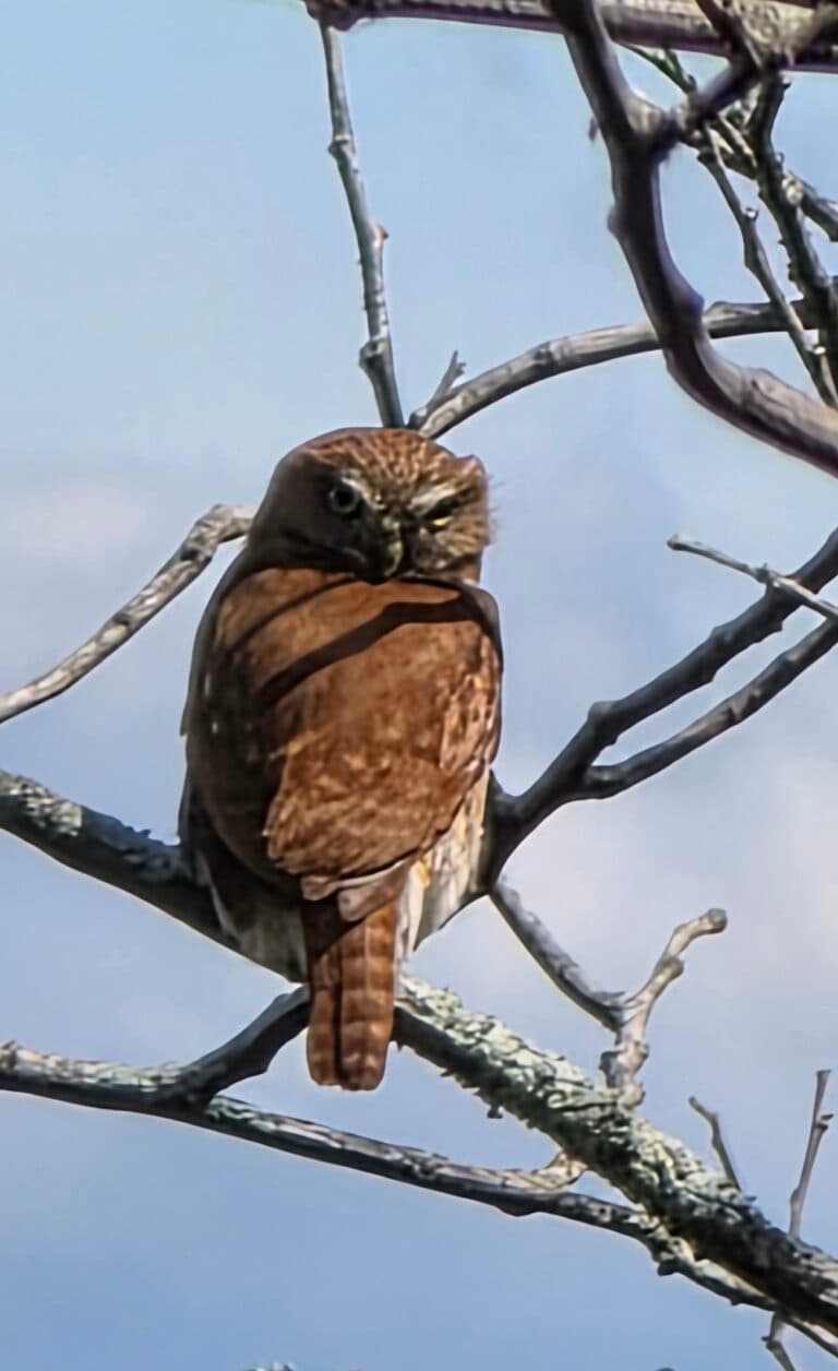 Ferruginous Pygmy-Owl perched on a branch | Natural Costa Rica