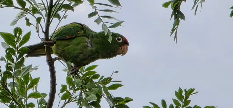 Colorful Parrot Perched Among Green Leaves | Natural Costa Rica