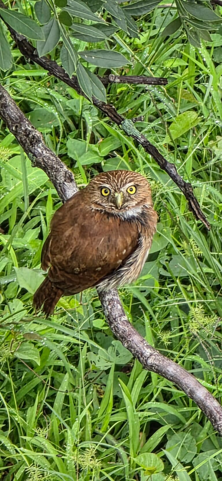 Eurasian Pygmy Owl on Branch | Natural Costa Rica
