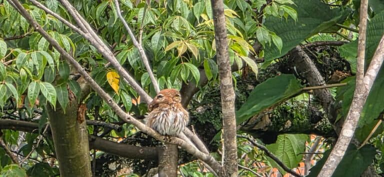 Potoo bird blends perfectly in tree | Natural Costa Rica