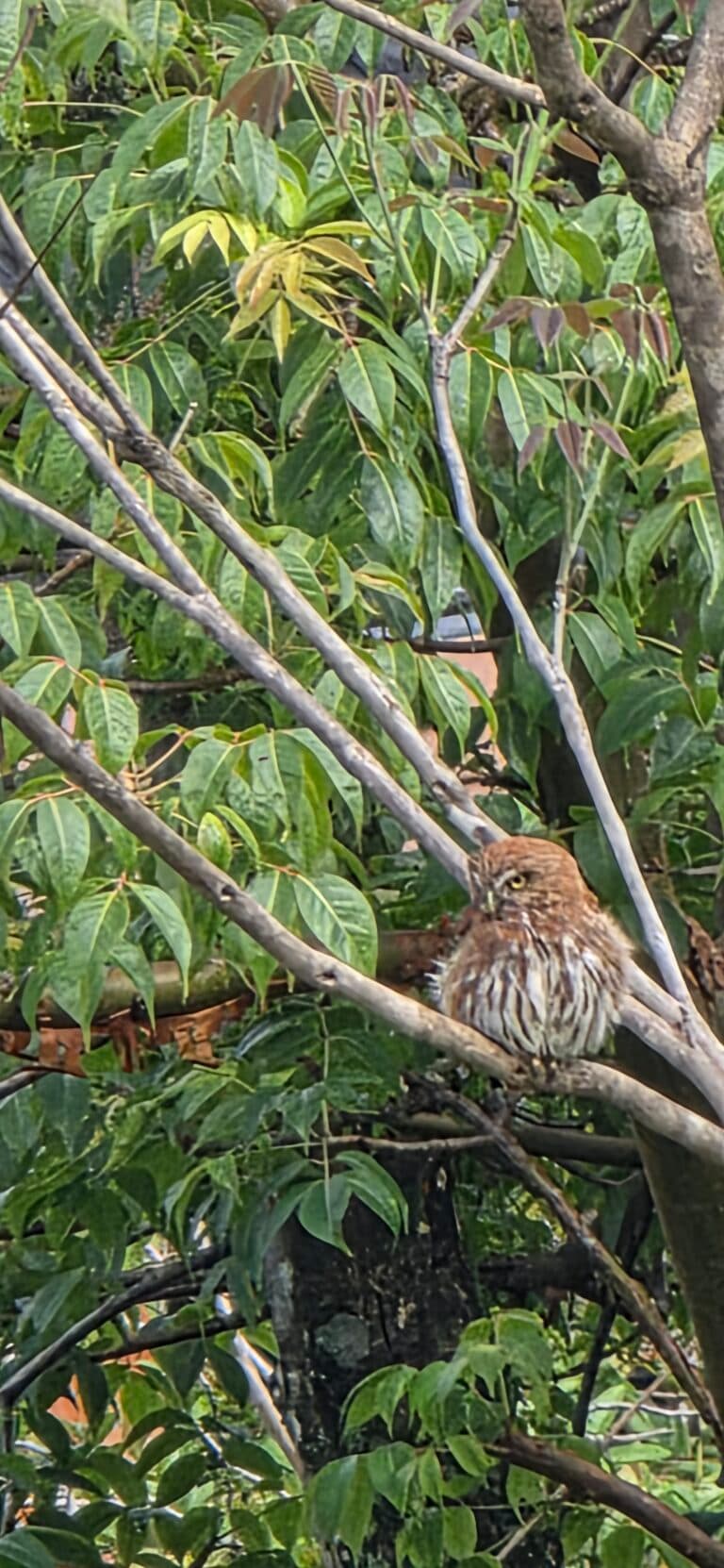 Asian Barred Owlet Perched Amongst Branches and Leaves | Natural Costa Rica