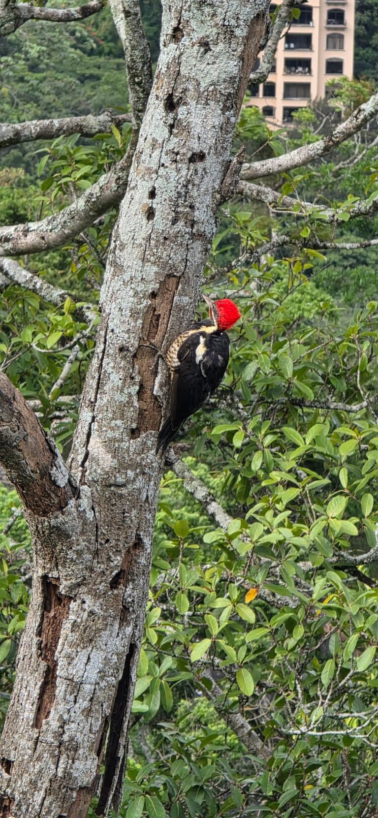 Pileated Woodpecker on a tree branch with foliage | Natural Costa Rica