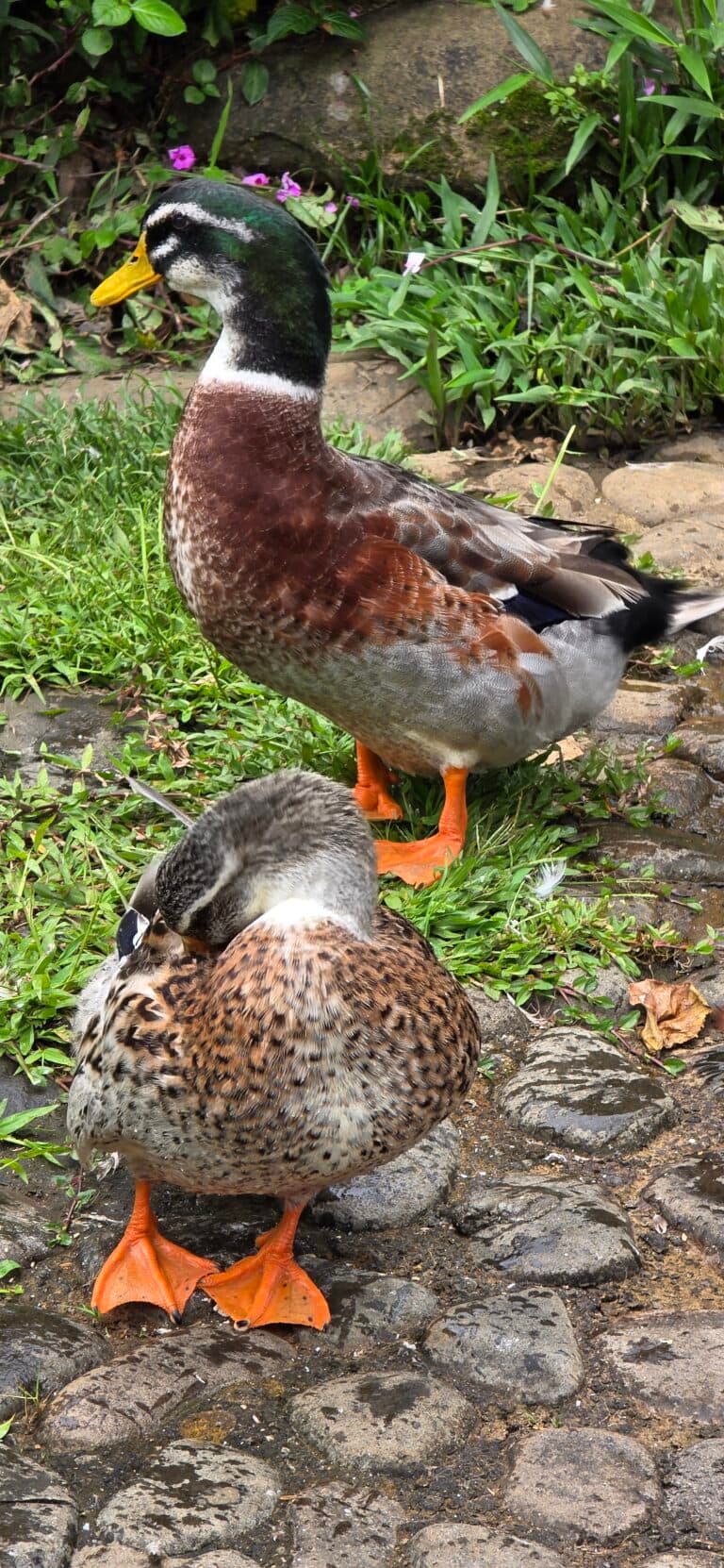 Resting Ducks by the Stones | Natural Costa Rica