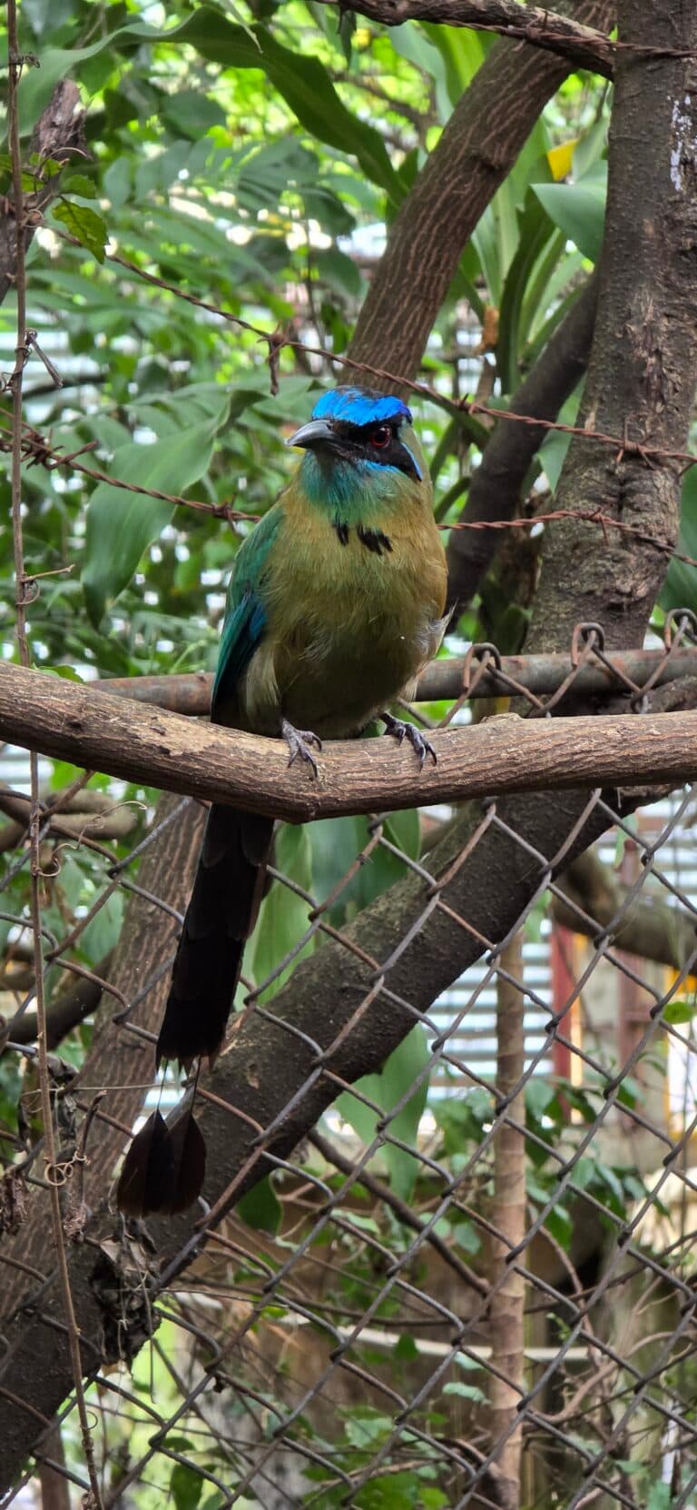 Colorful Blue-Crowned Motmot Bird in the Trees | Natural Costa Rica