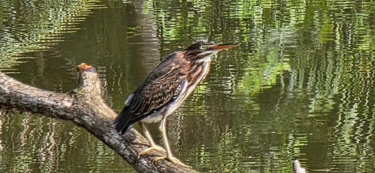 Green Heron Prepares to Dive off Tree Branch | Natural Costa Rica