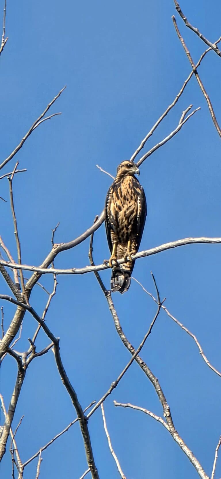 Sharp-shinned Hawk Perched on Branch Against Blue Sky | Natural Costa Rica