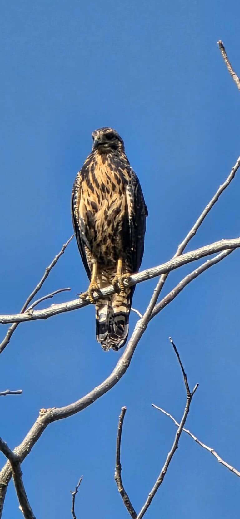 Cooper’s Hawk perched on bare tree branches | Natural Costa Rica