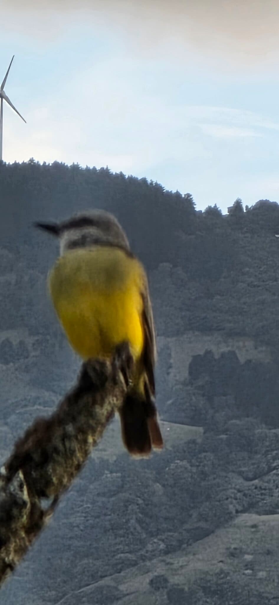 Flycatcher bird perched with mountain background at daytime | Natural Costa Rica