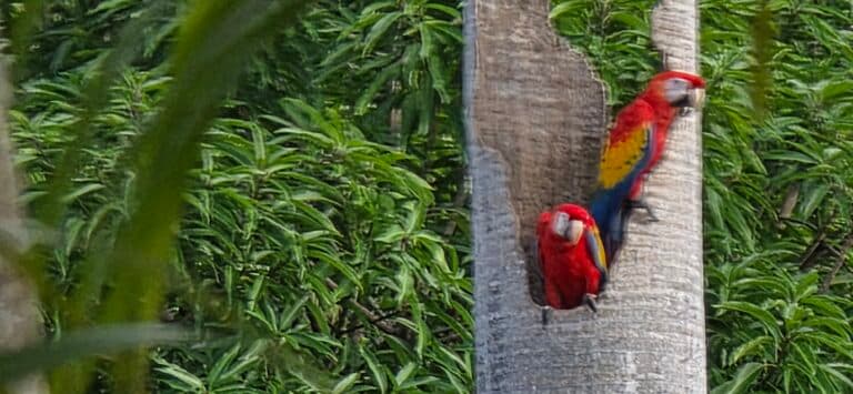 Scarlet macaw explores a hole in a tree | Natural Costa Rica