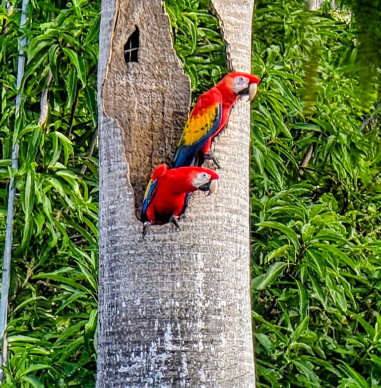 Scarlet Macaws at Home in Nesting Cavity | Natural Costa Rica