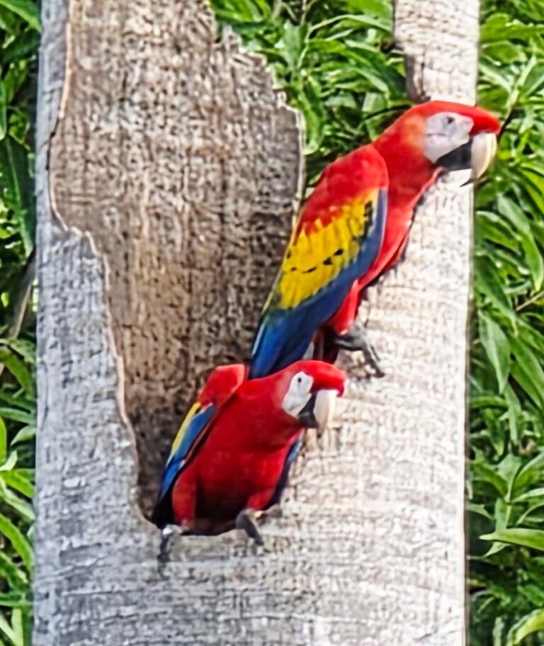 Scarlet Macaws Nesting in Palm Tree | Natural Costa Rica