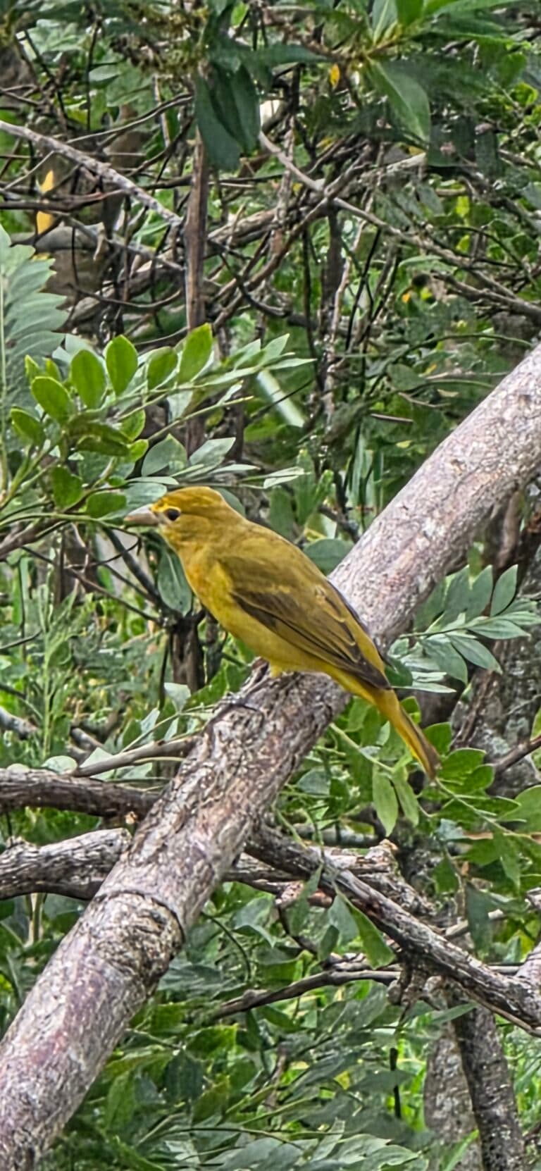 Yellow bird foraging amongst the green leaves | Natural Costa Rica