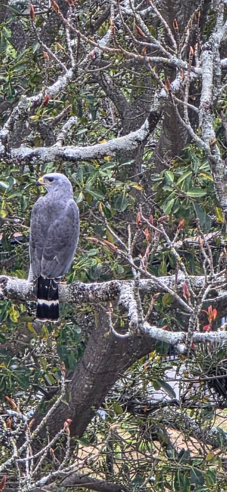 Gray Hawk Perched in a Tree | Natural Costa Rica