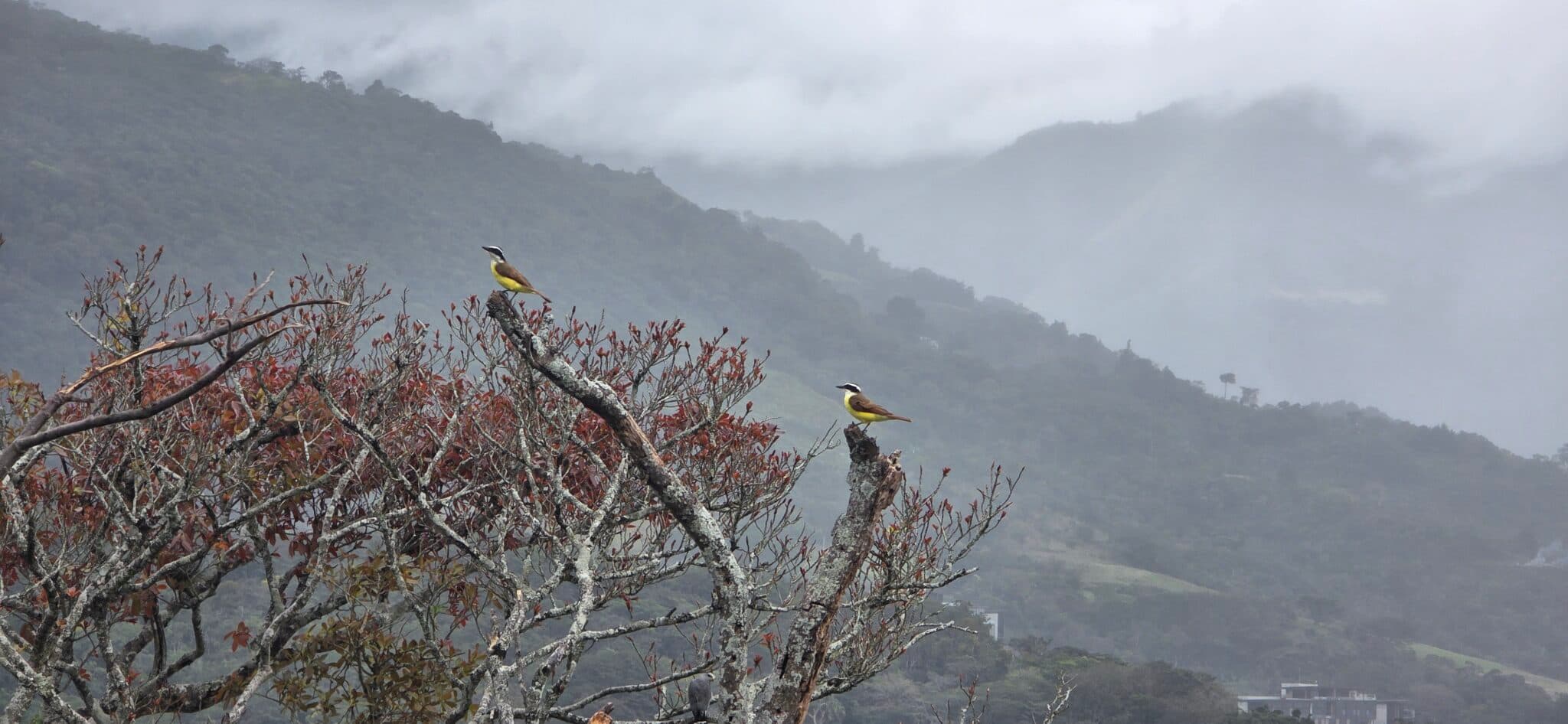 Flycatchers in Misty Mountains | Natural Costa Rica