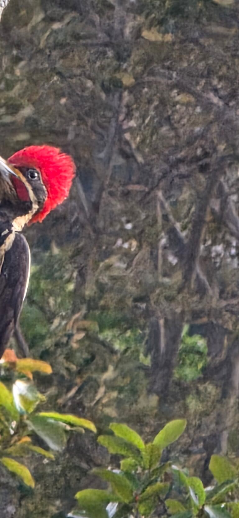 Pileated woodpecker perched in nature | Natural Costa Rica