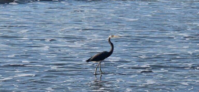 Heron plunges headfirst for its dinner | Natural Costa Rica