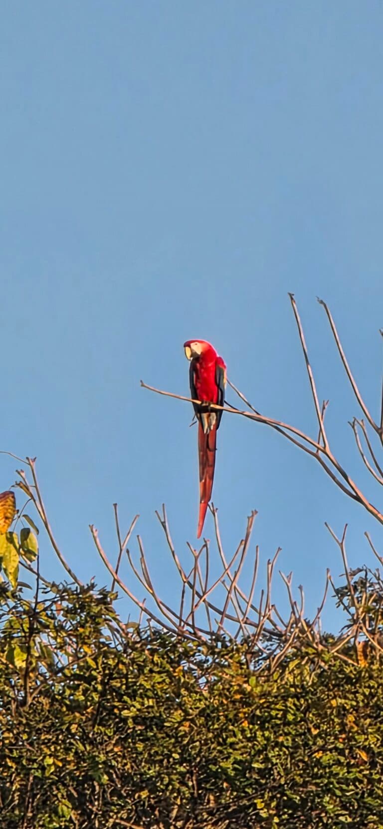 Scarlet Macaw perched high in the tree | Natural Costa Rica