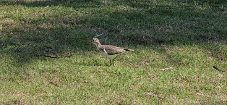 Eurasian Thick-knee Bird Walking in Green Grass | Natural Costa Rica