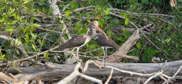 Juvenile White Ibis Pair Perched in Mangroves | Natural Costa Rica