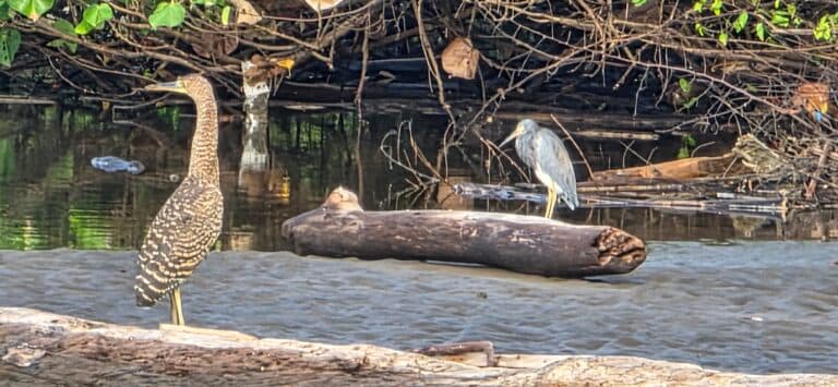 Herons on a Log in Murky Water | Natural Costa Rica