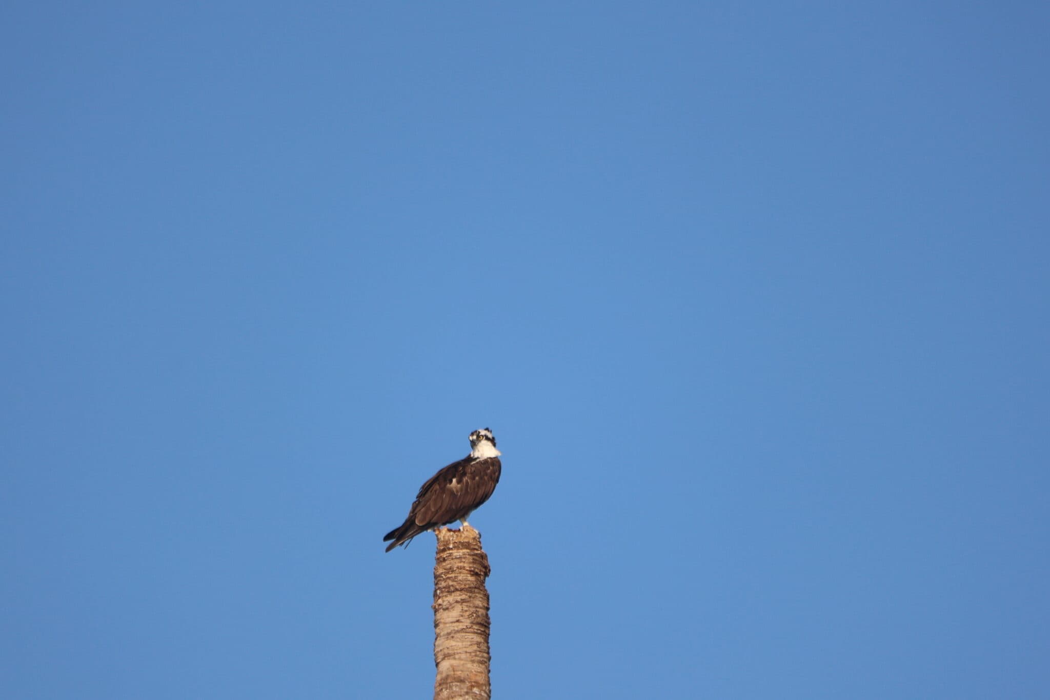 Osprey perched on a tall palm trunk. | Natural Costa Rica
