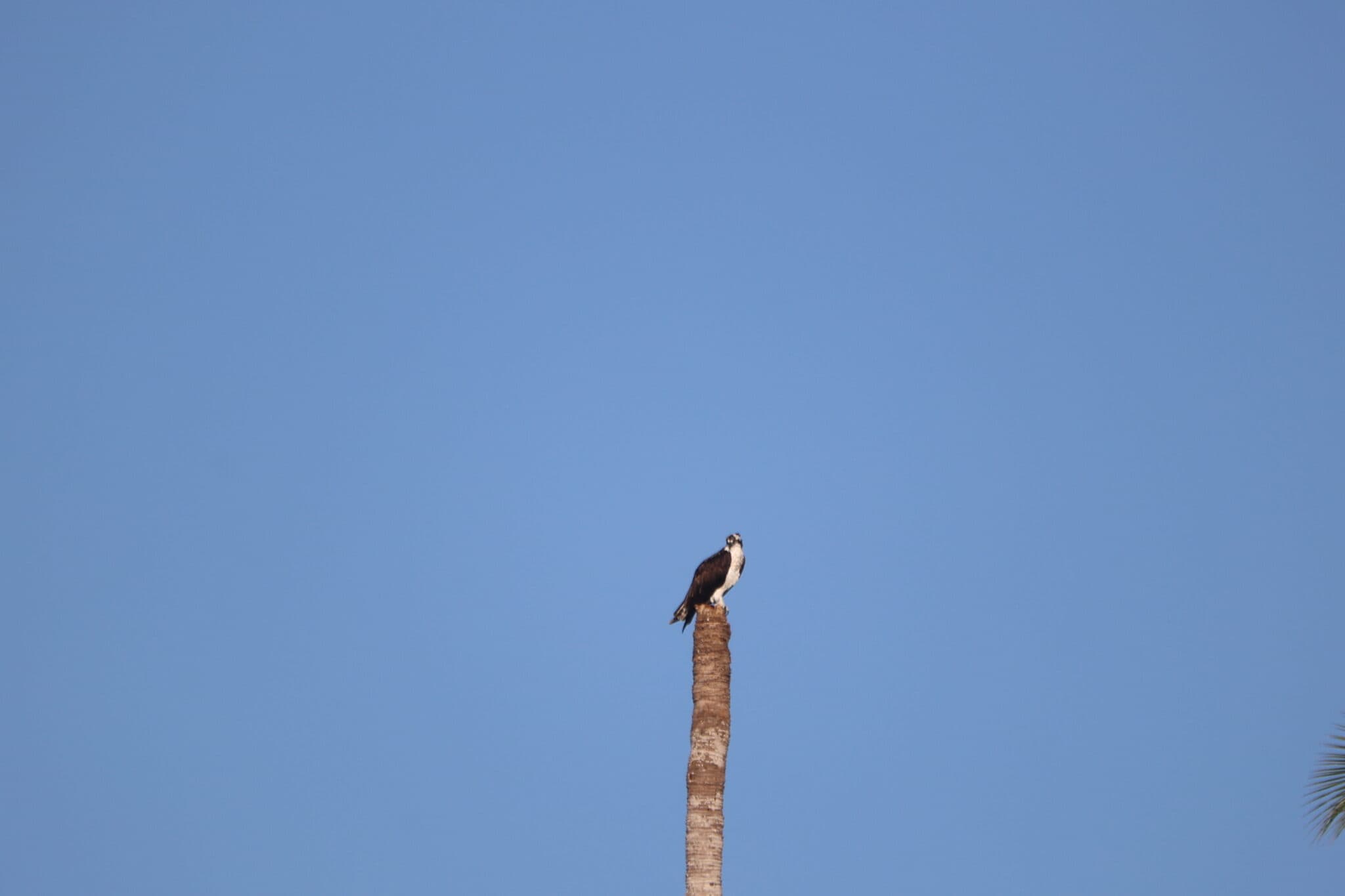 Osprey Perched atop a weathered palm tree trunk. | Natural Costa Rica