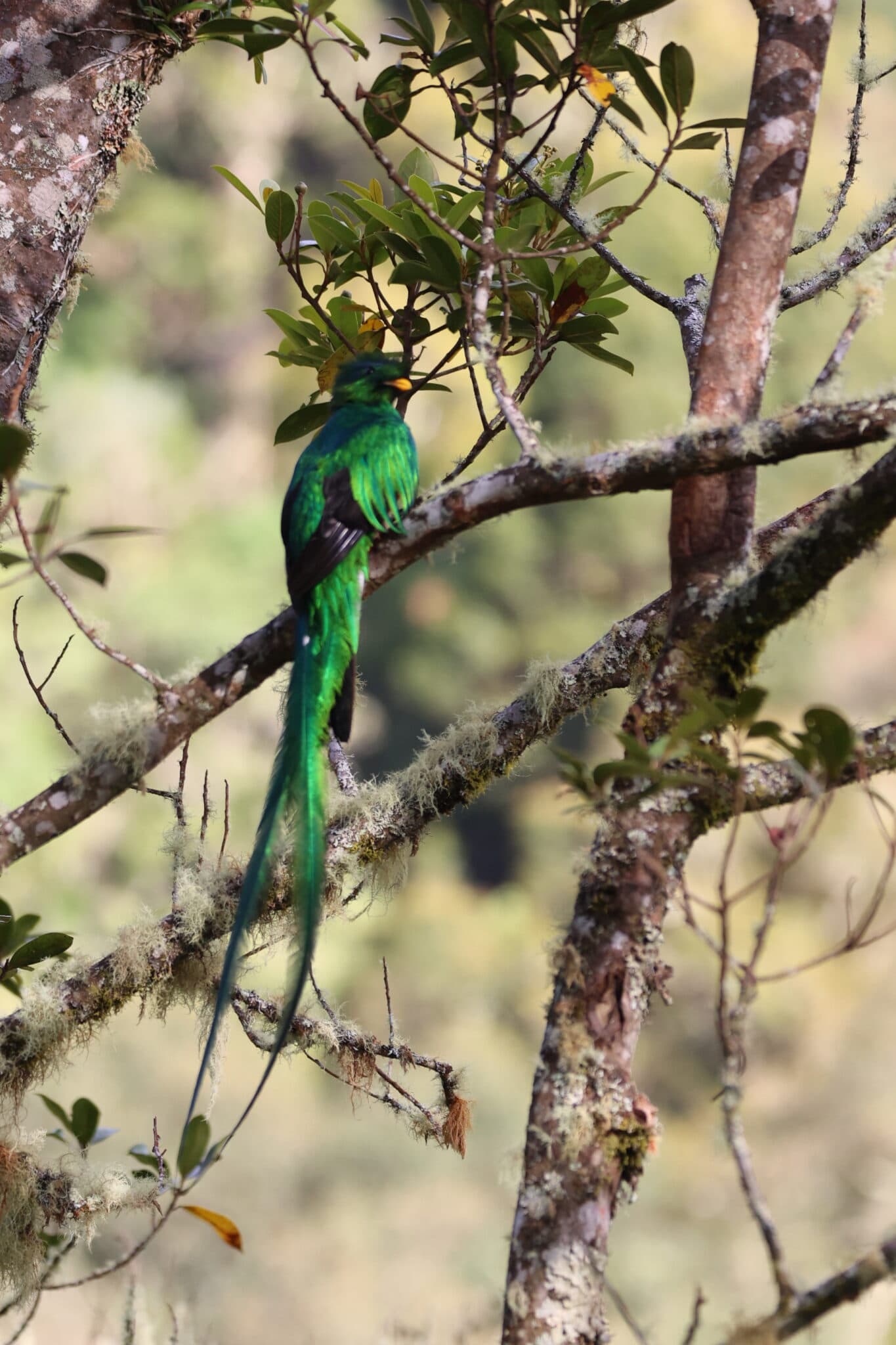 Resplendent Quetzal Perched Among the Tree Limbs in San Gerardo de Dota | Natural Costa Rica