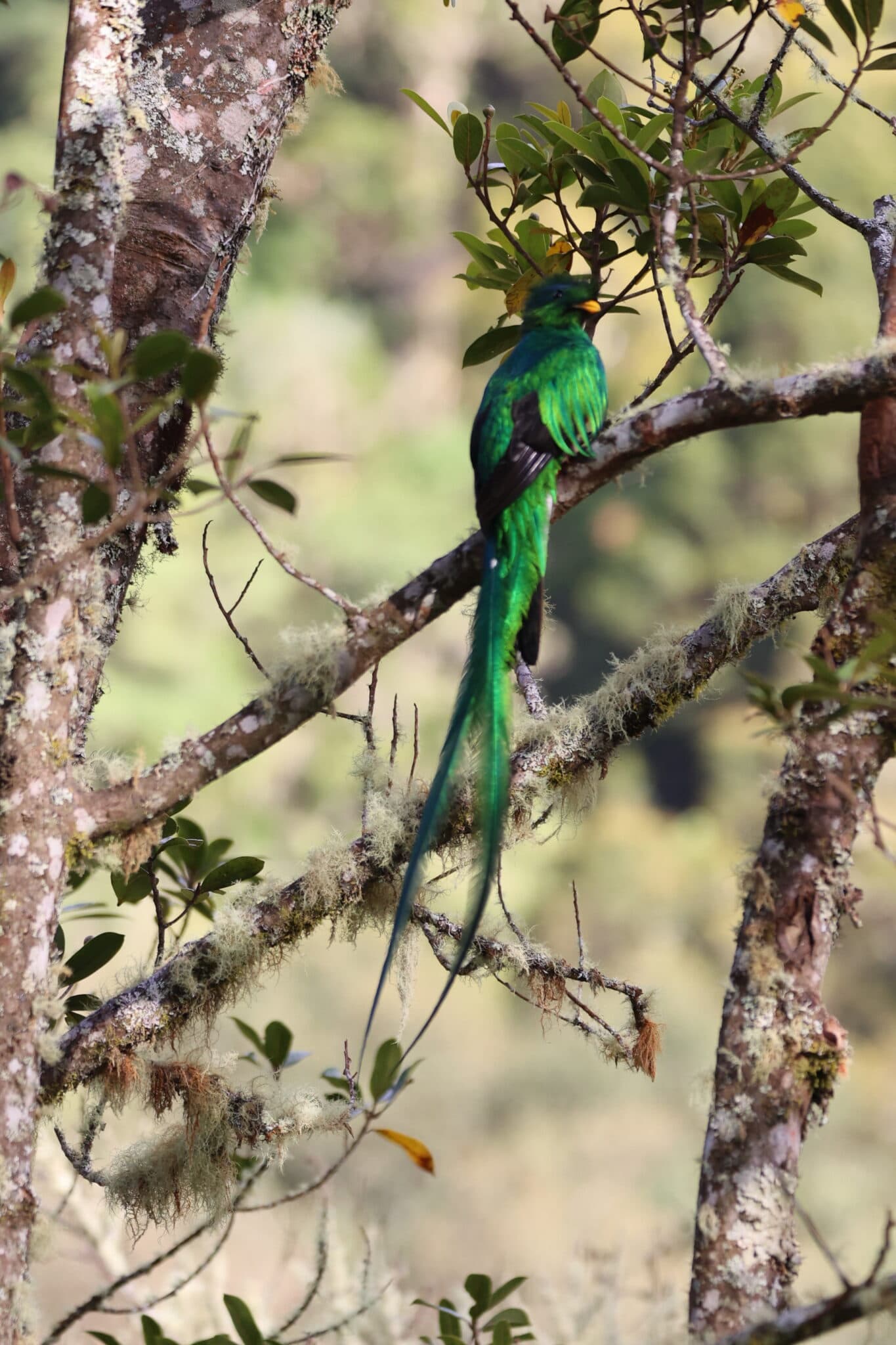 Resplendent Quetzal: Jewel of the Cloud Forest in San Gerardo de Dota | Natural Costa Rica