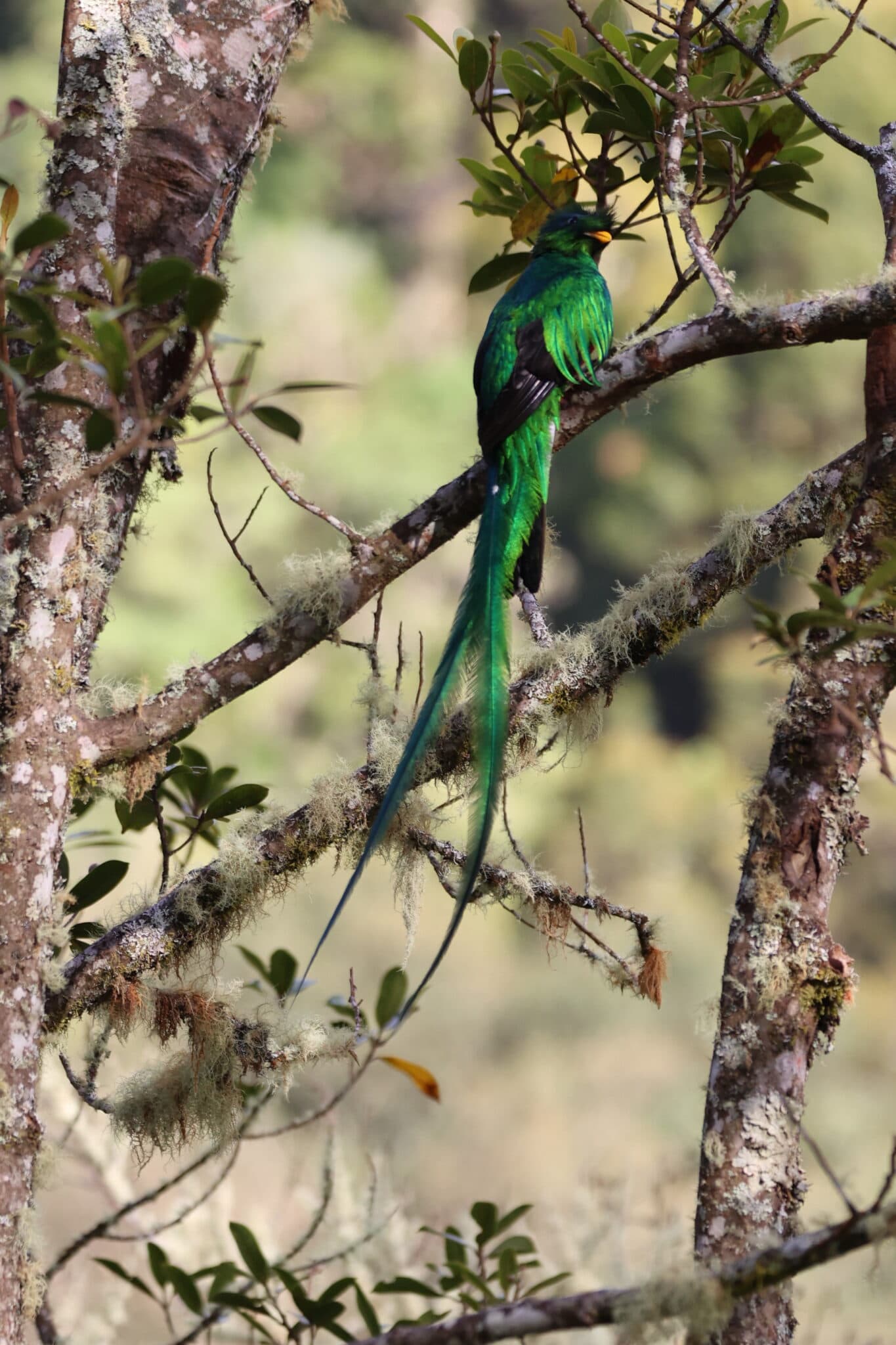 Resplendent Quetzal Perched in Cloud Forest in San Gerardo de Dota | Natural Costa Rica