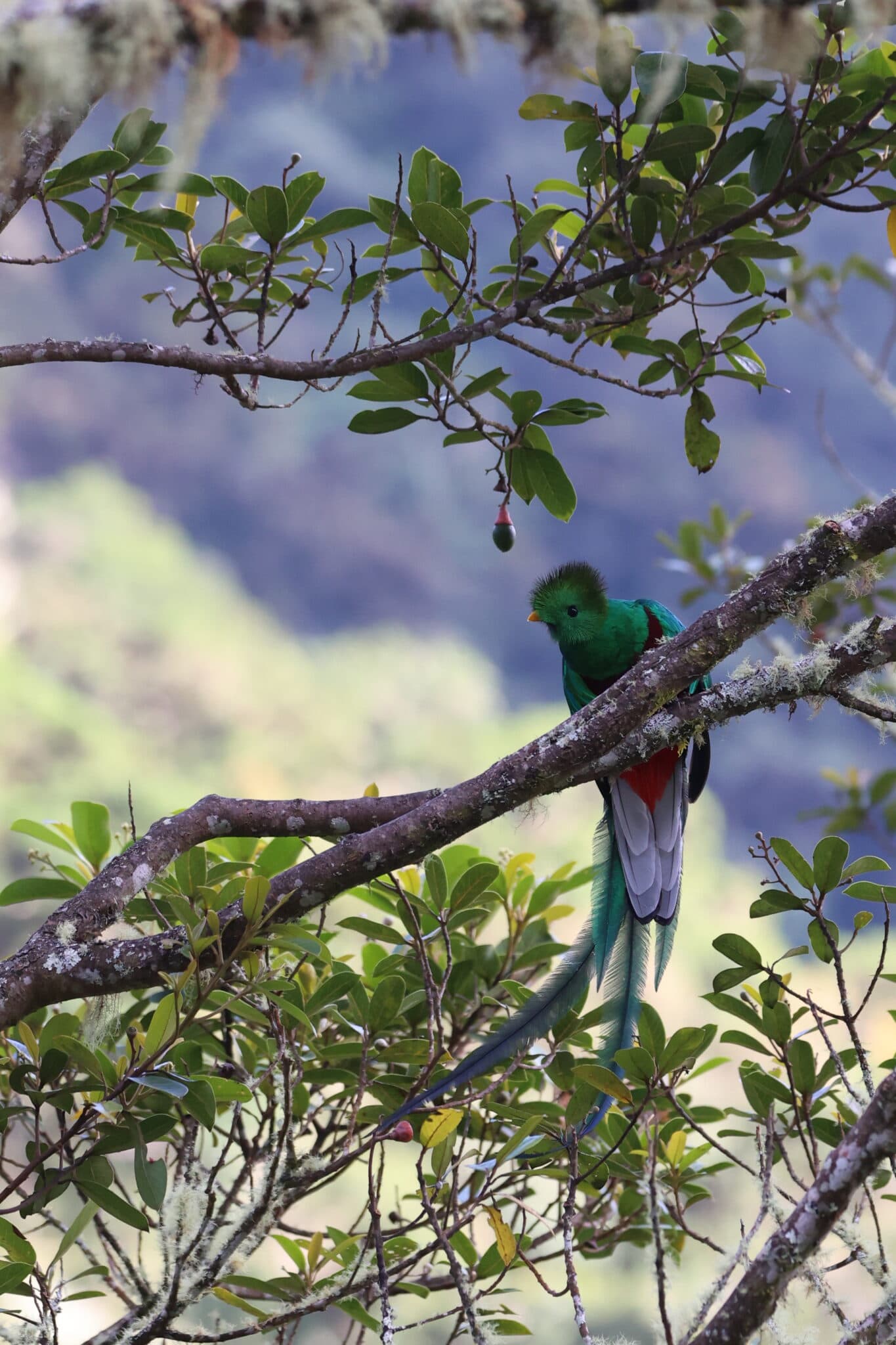 Resplendent Quetzal Perched on a Branch in San Gerardo de Dota | Natural Costa Rica