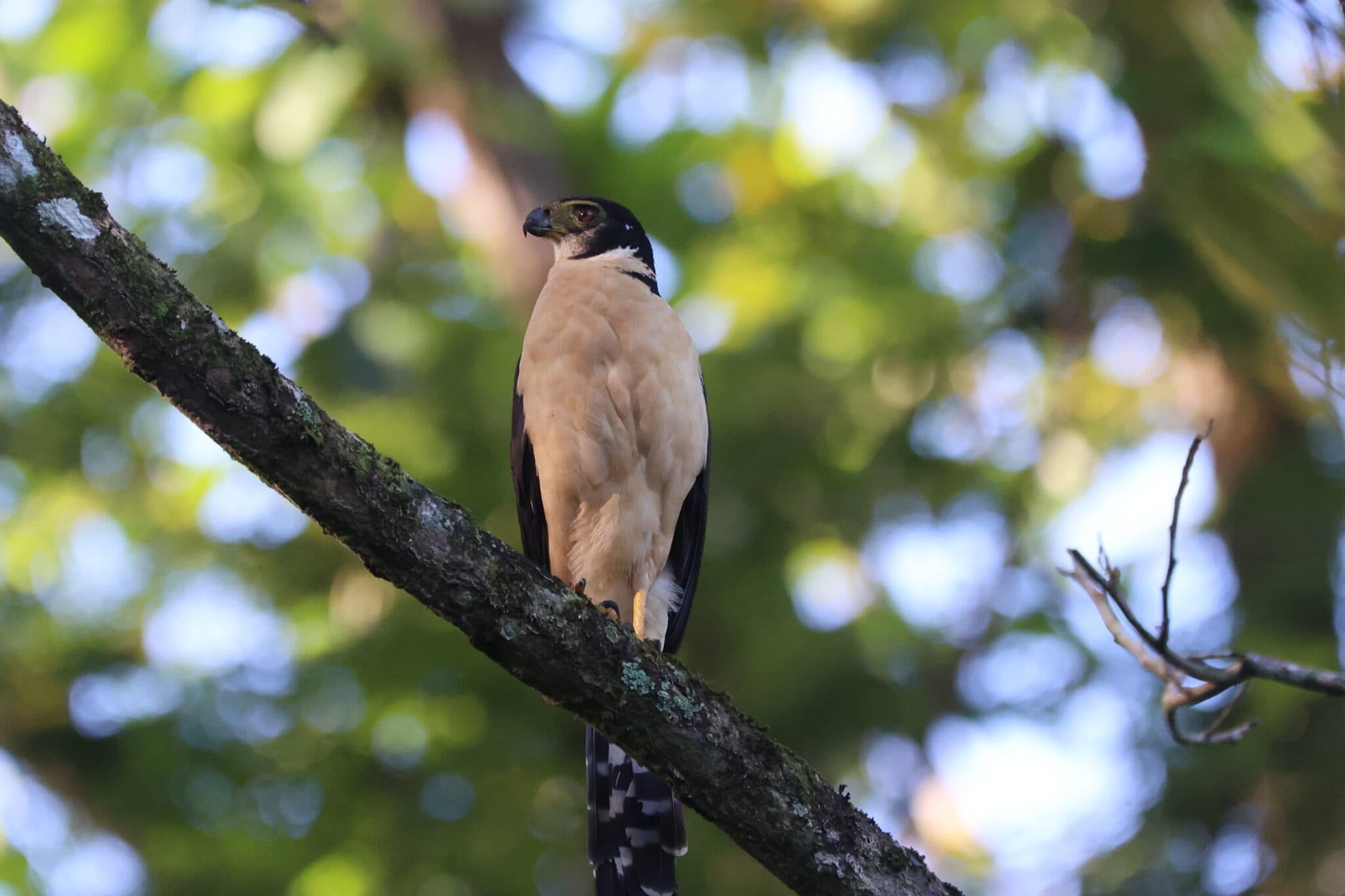 Hawk perched in a tree, nature’s beauty | Natural Costa Rica