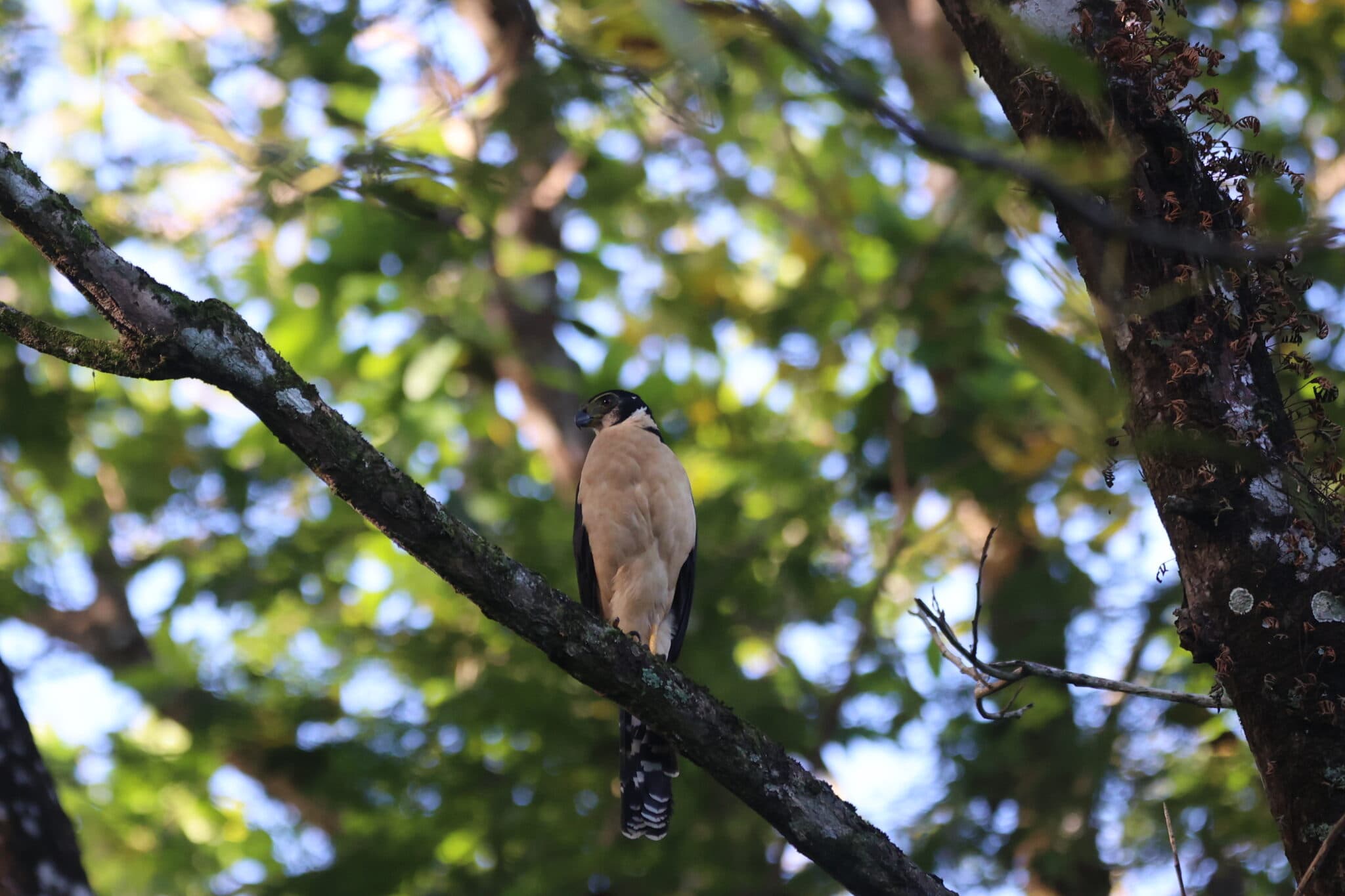 Laughing Falcon Perched on a Mossy Tree Limb | Natural Costa Rica