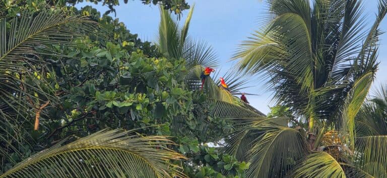 Scarlet Macaws in Lush Tropical Canopy | Natural Costa Rica