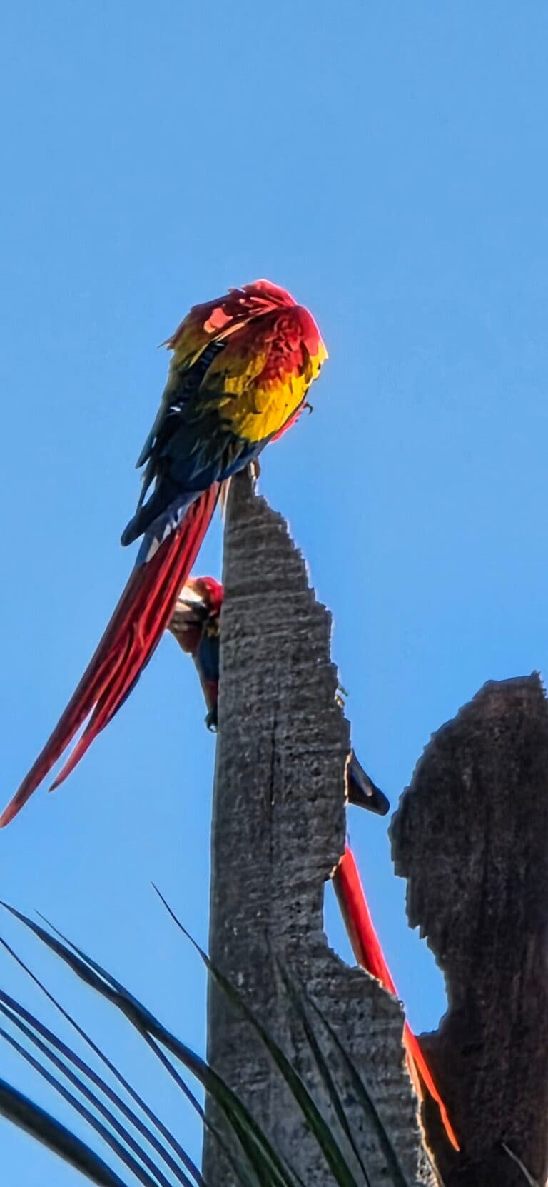 Scarlet Macaw Grooming in Tropical Paradise | Natural Costa Rica