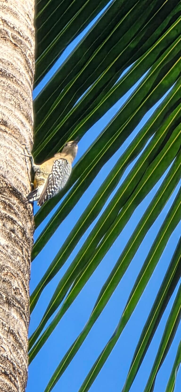 Red-bellied Woodpecker Hidden in Palm Fronds | Natural Costa Rica