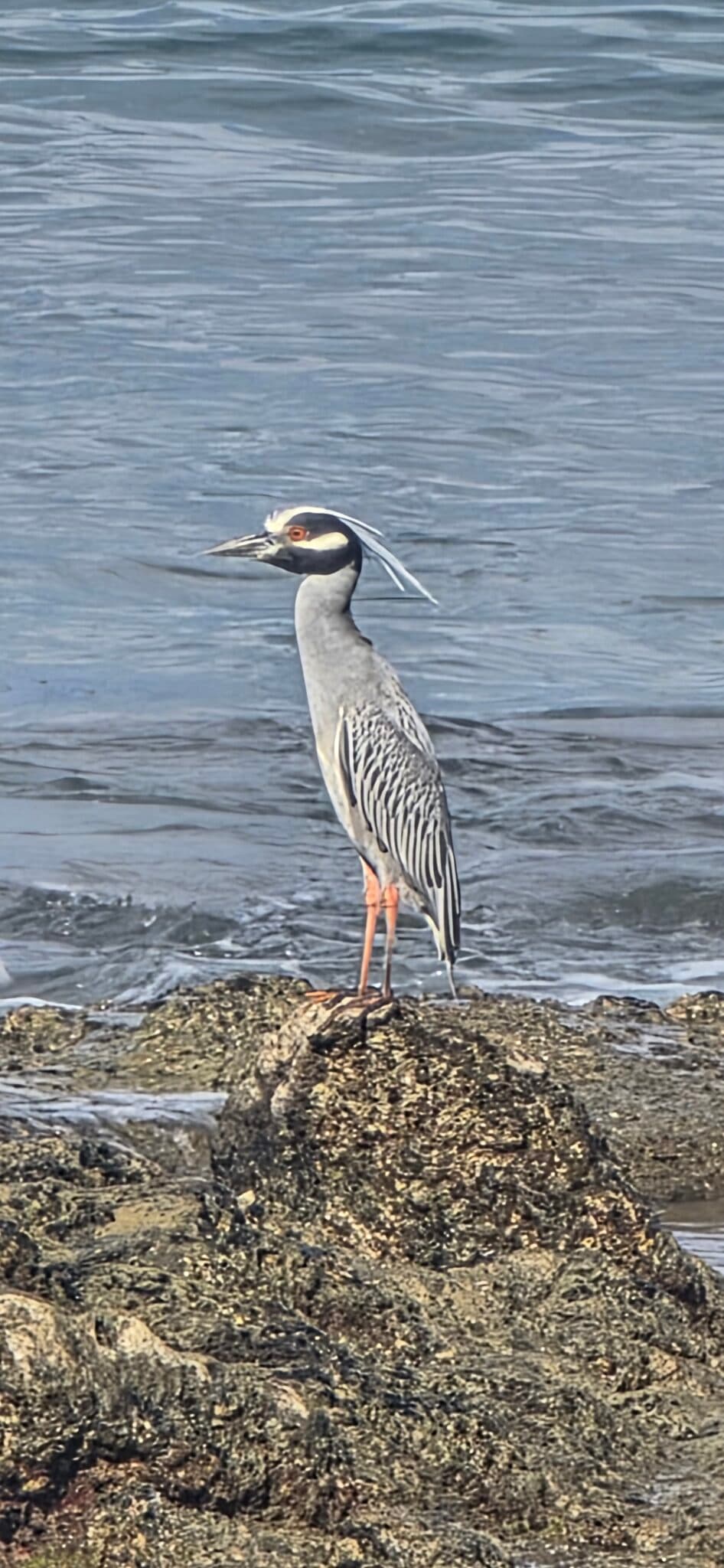 Yellow-crowned night heron on coastal rocks | Natural Costa Rica