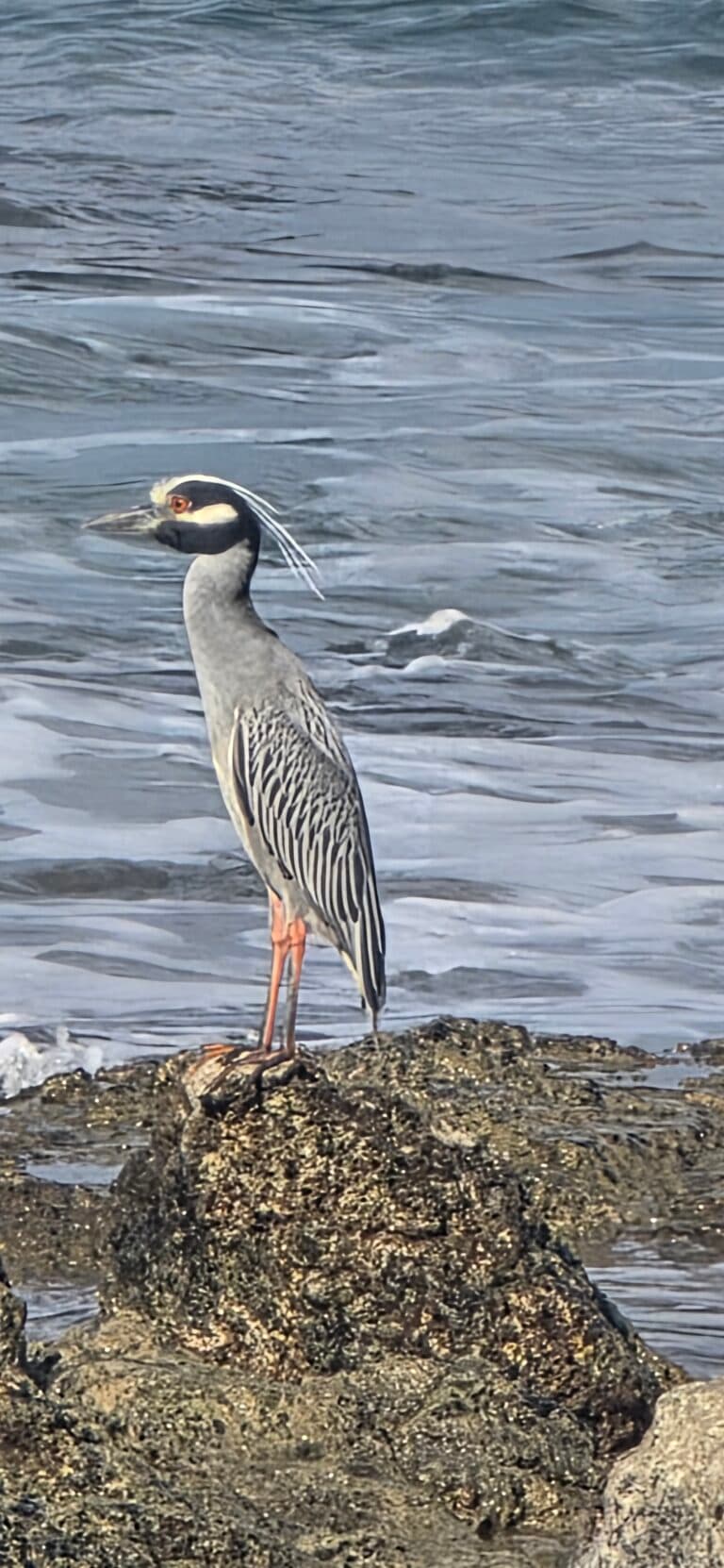Yellow-crowned night heron perched next to waterfall | Natural Costa Rica