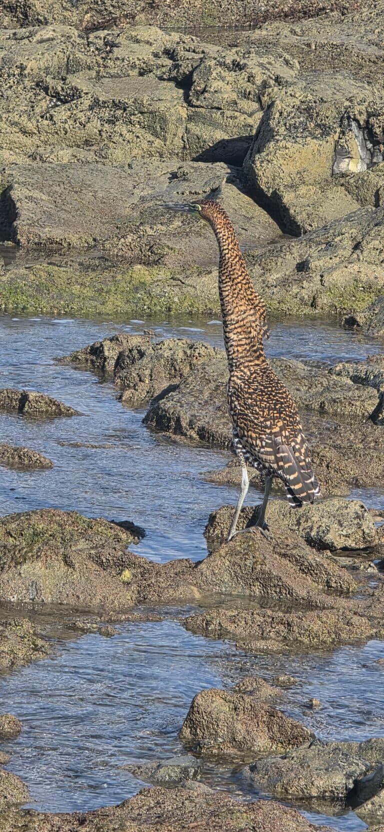 Striated heron hunting in tidepools along the coast | Natural Costa Rica