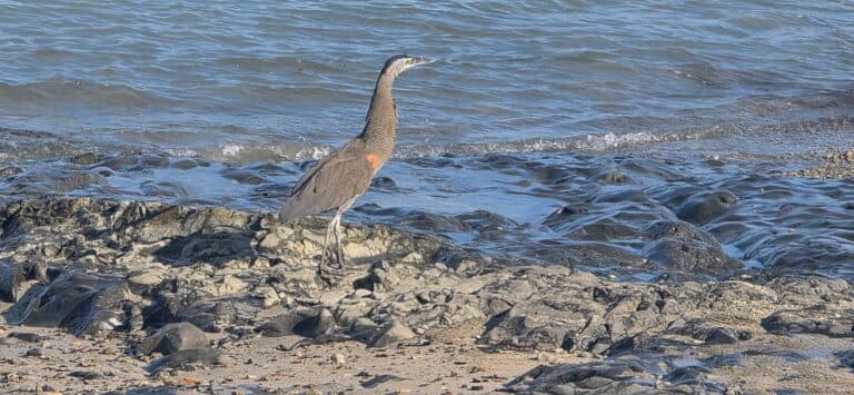 Great Blue Heron on Rocky Coastline | Natural Costa Rica
