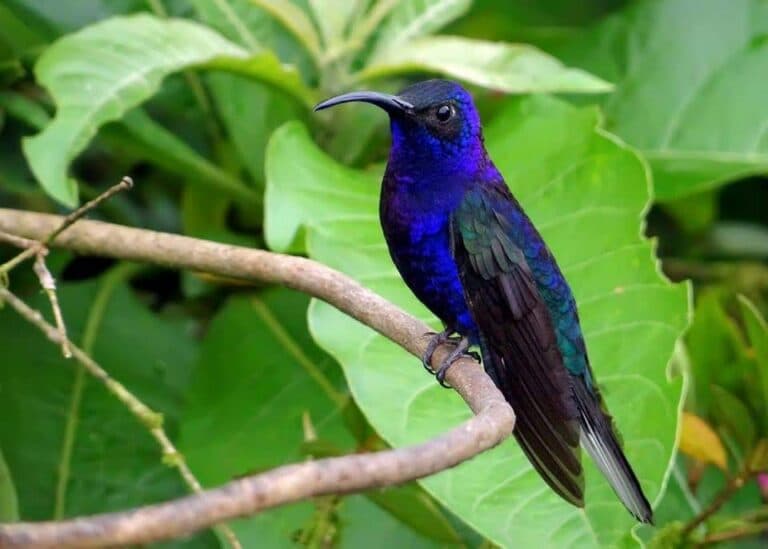 Violet Sabrewing Hummingbird Portrait in Lush Greenery | Natural Costa Rica