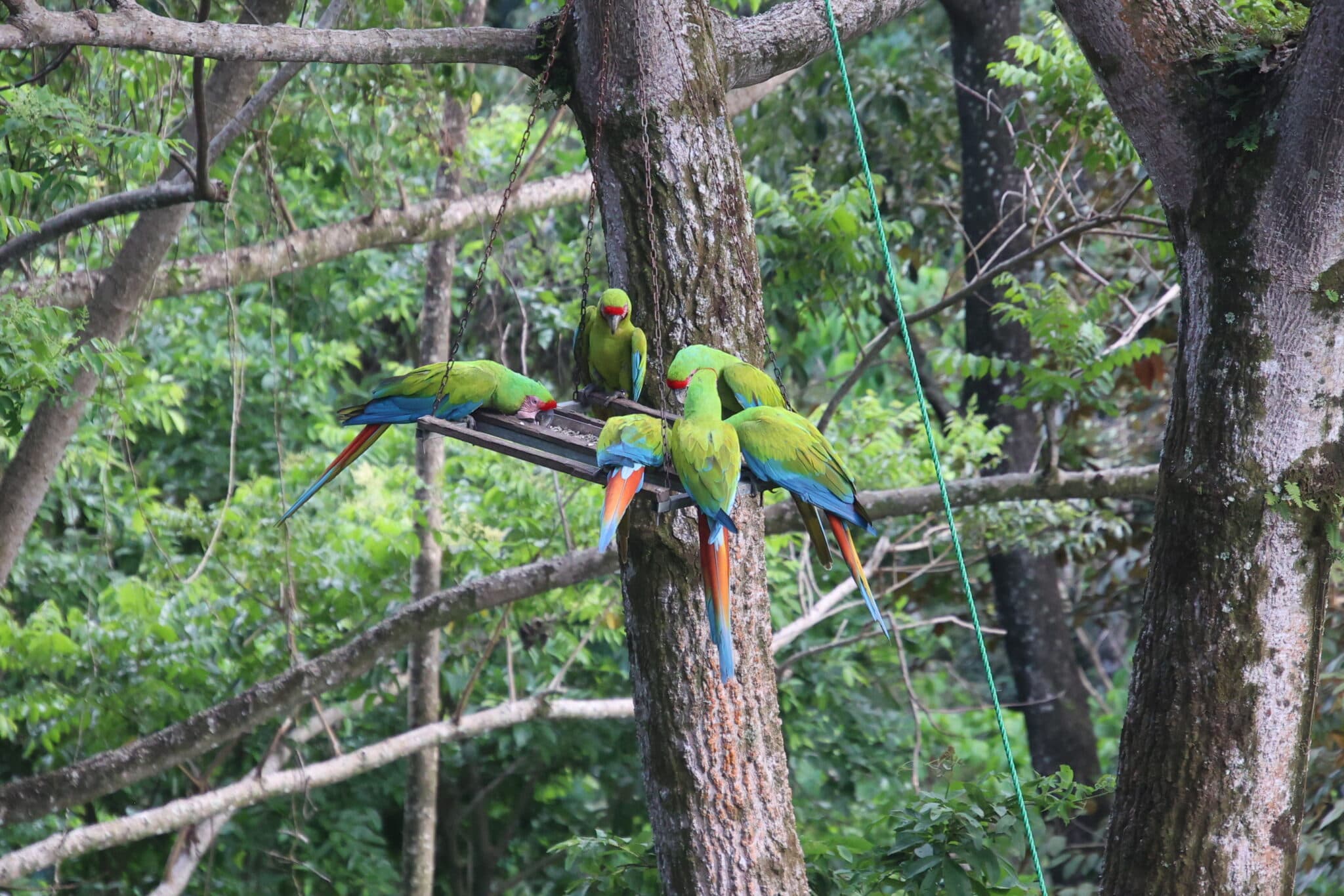 Great green macaws feed in Costa Rican tree | Natural Costa Rica