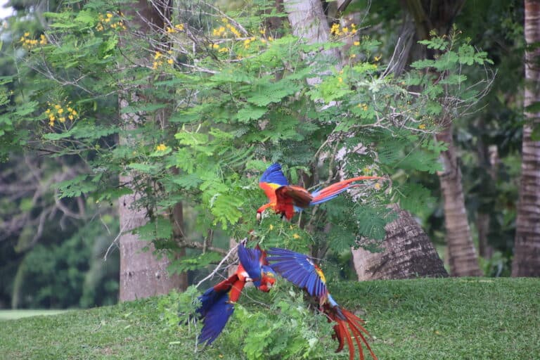 Scarlet Macaws in Lush Tropical Paradise | Natural Costa Rica