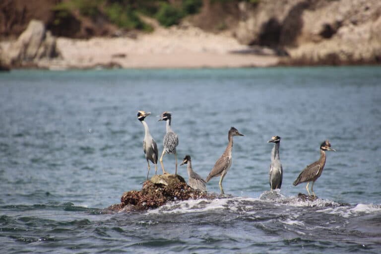Yellow-crowned night herons on a rock island. | Natural Costa Rica