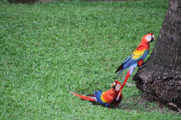 Scarlet Macaws Resting Near a Tree Trunk | Natural Costa Rica